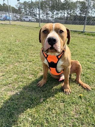 Enlarge Boomer, a Adoptable mixed breed in Manteo, NC image 2/3