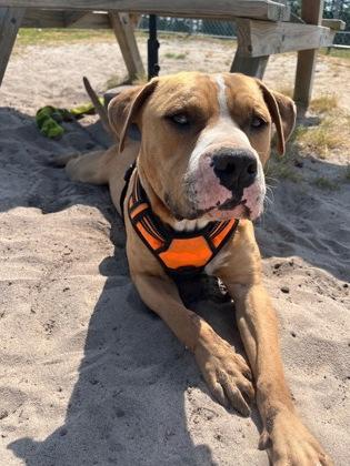 Enlarge Boomer, a Adoptable mixed breed in Manteo, NC image 3/3
