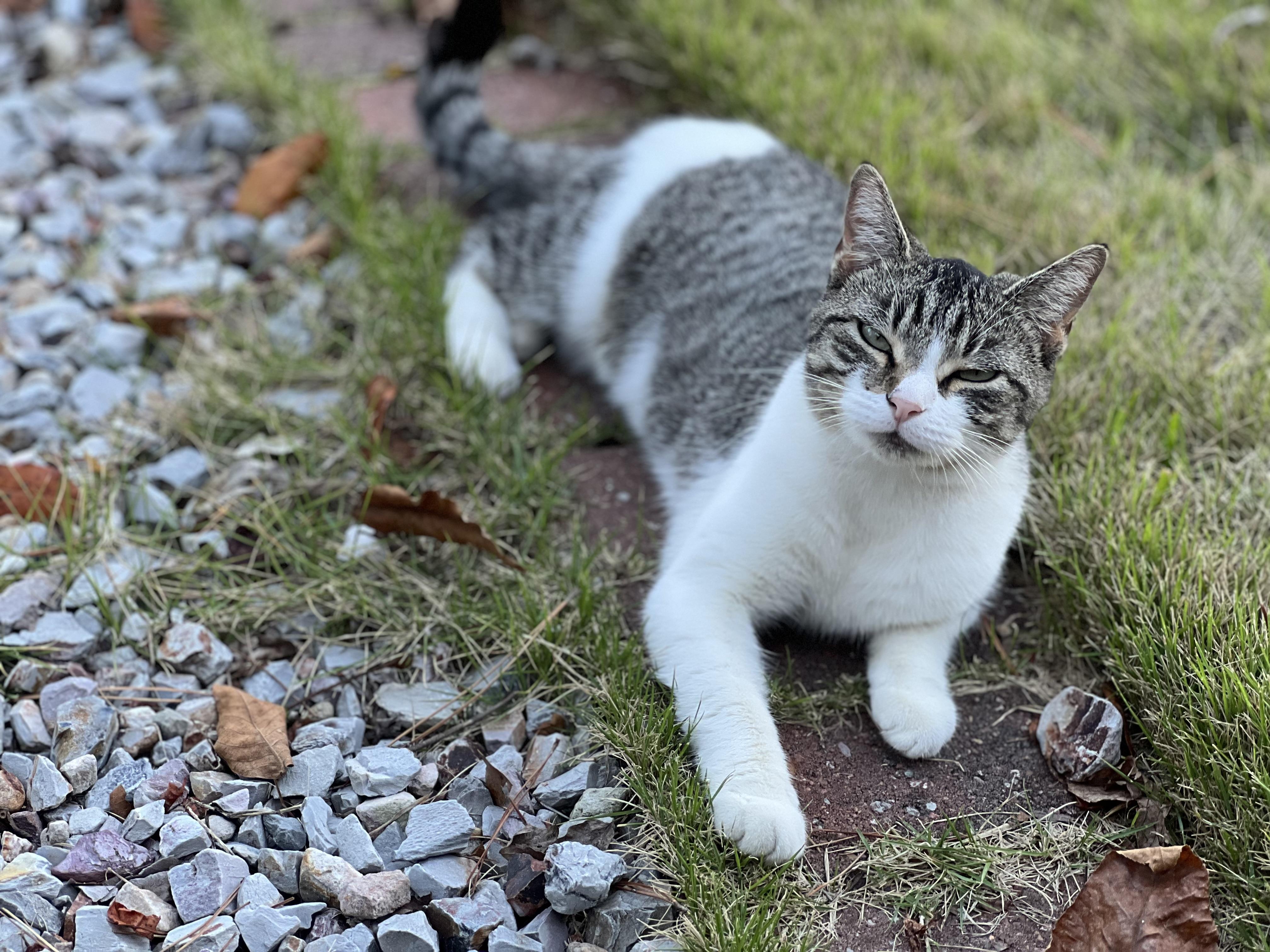 Betsy, a Adoptable American Shorthair in Hot Springs, AR image 3/6