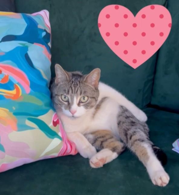 Enlarge Betsy, a Adoptable American Shorthair in Hot Springs, AR image 6/6