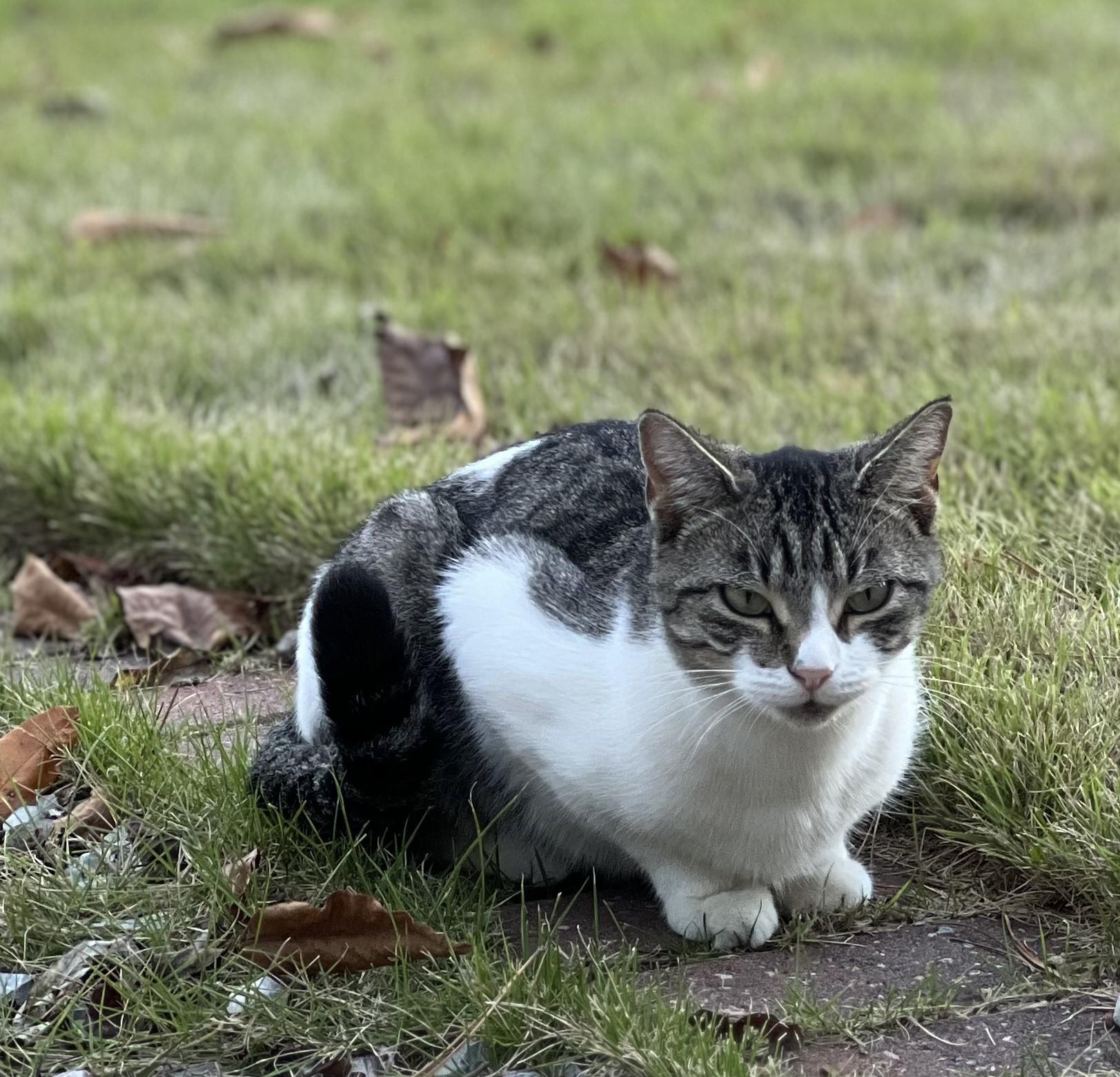 Betsy, a Adoptable American Shorthair in Hot Springs, AR image 6/6