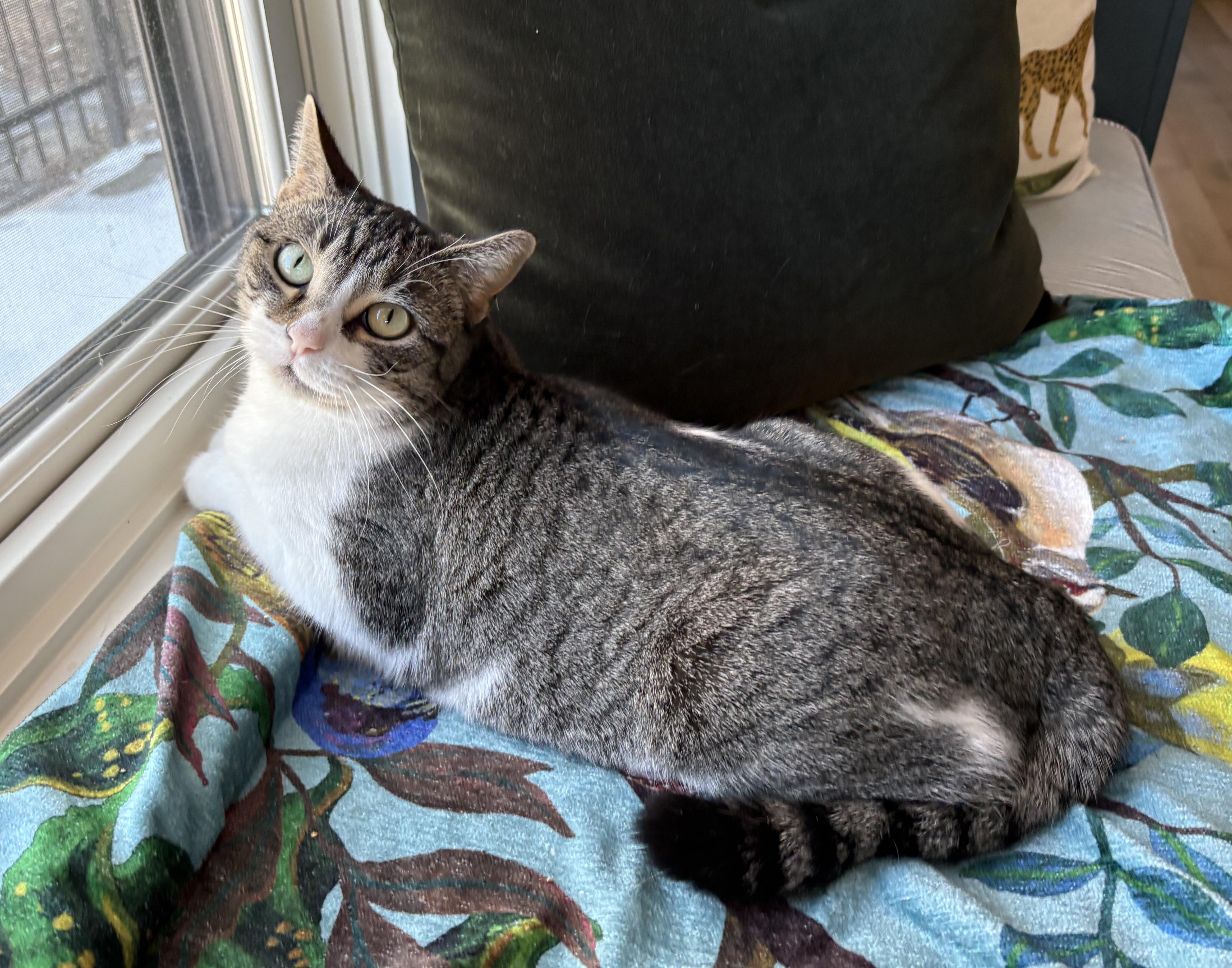 Enlarge Betsy, a Adoptable American Shorthair in Hot Springs, AR image 2/6