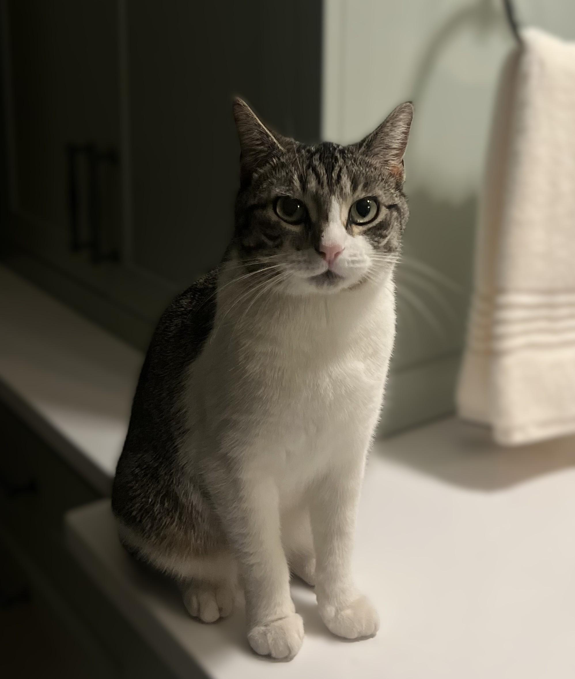 Betsy, a Adoptable American Shorthair in Hot Springs, AR image 2/6