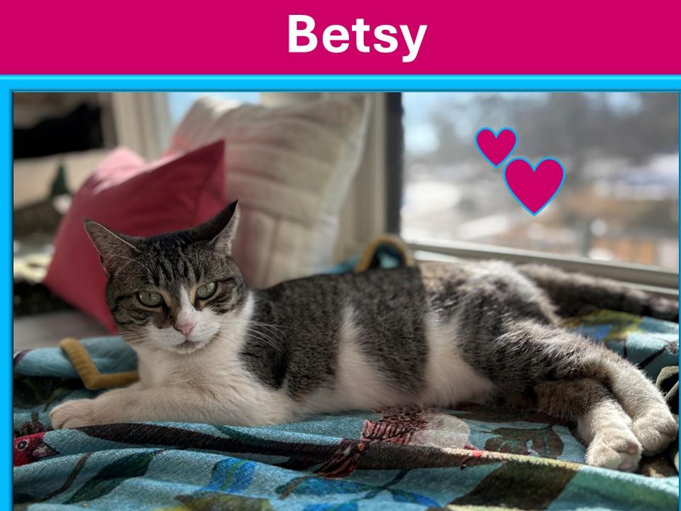 Enlarge Betsy, a Adoptable American Shorthair in Hot Springs, AR image 1/6