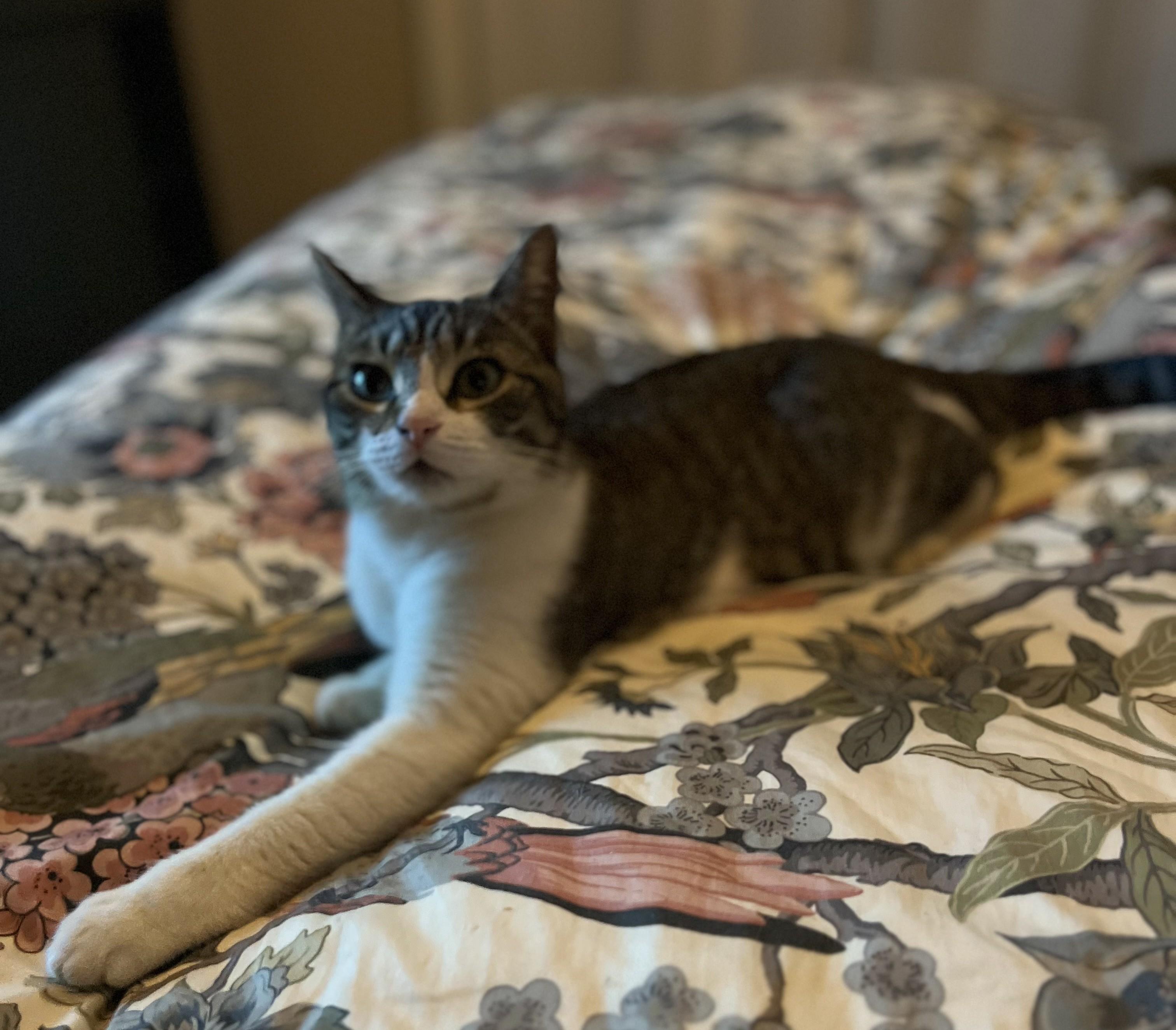 Betsy, a Adoptable American Shorthair in Hot Springs, AR image 1/6