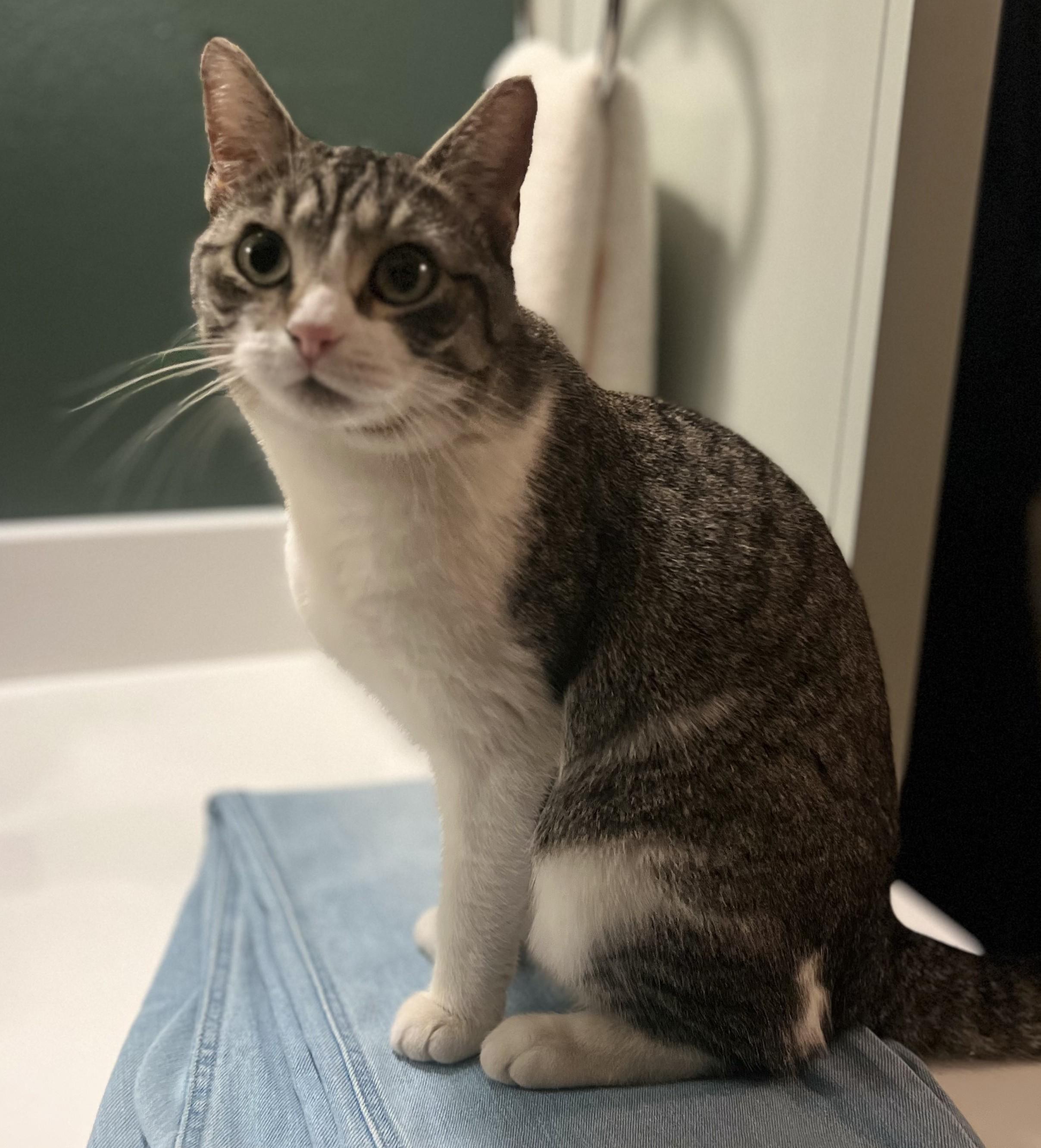 Betsy, a Adoptable American Shorthair in Hot Springs, AR image 5/6