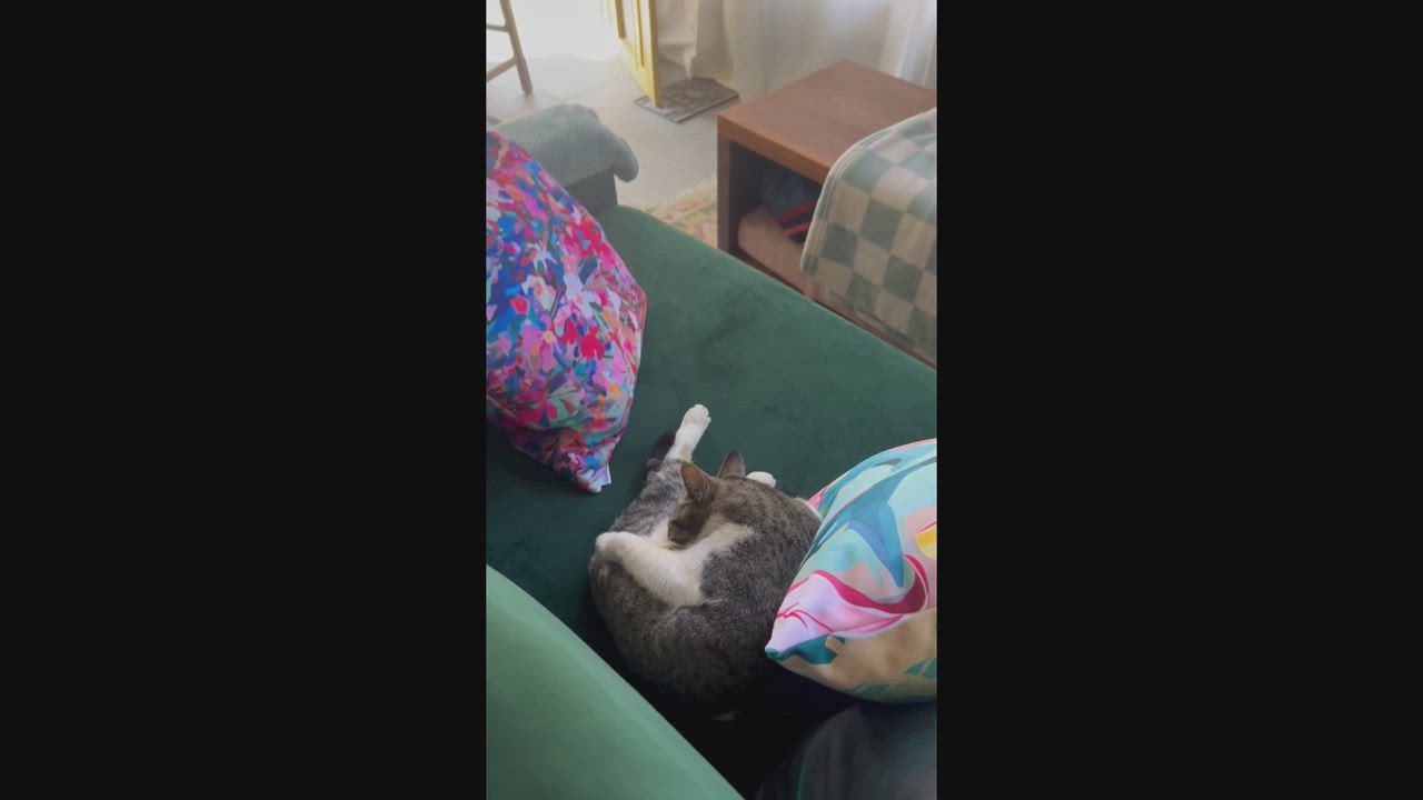 Enlarge Betsy, a Adoptable American Shorthair in Hot Springs, AR video 4/6