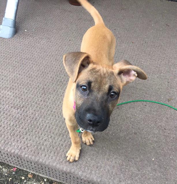 Jasmine, a Adopted Boxer in Shillington, PA image 1/3