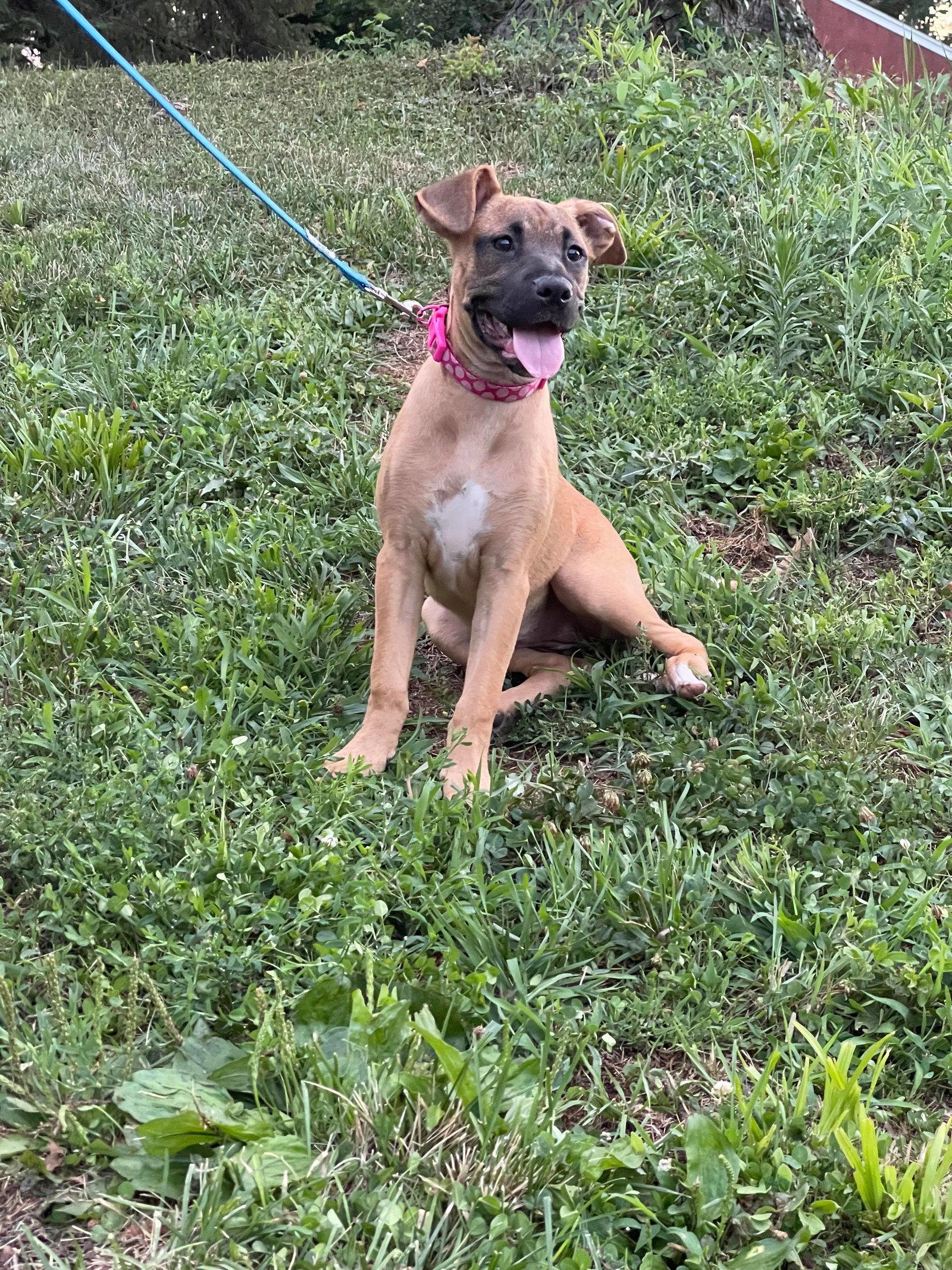 Jasmine, a Adopted Boxer in Shillington, PA image 2/3