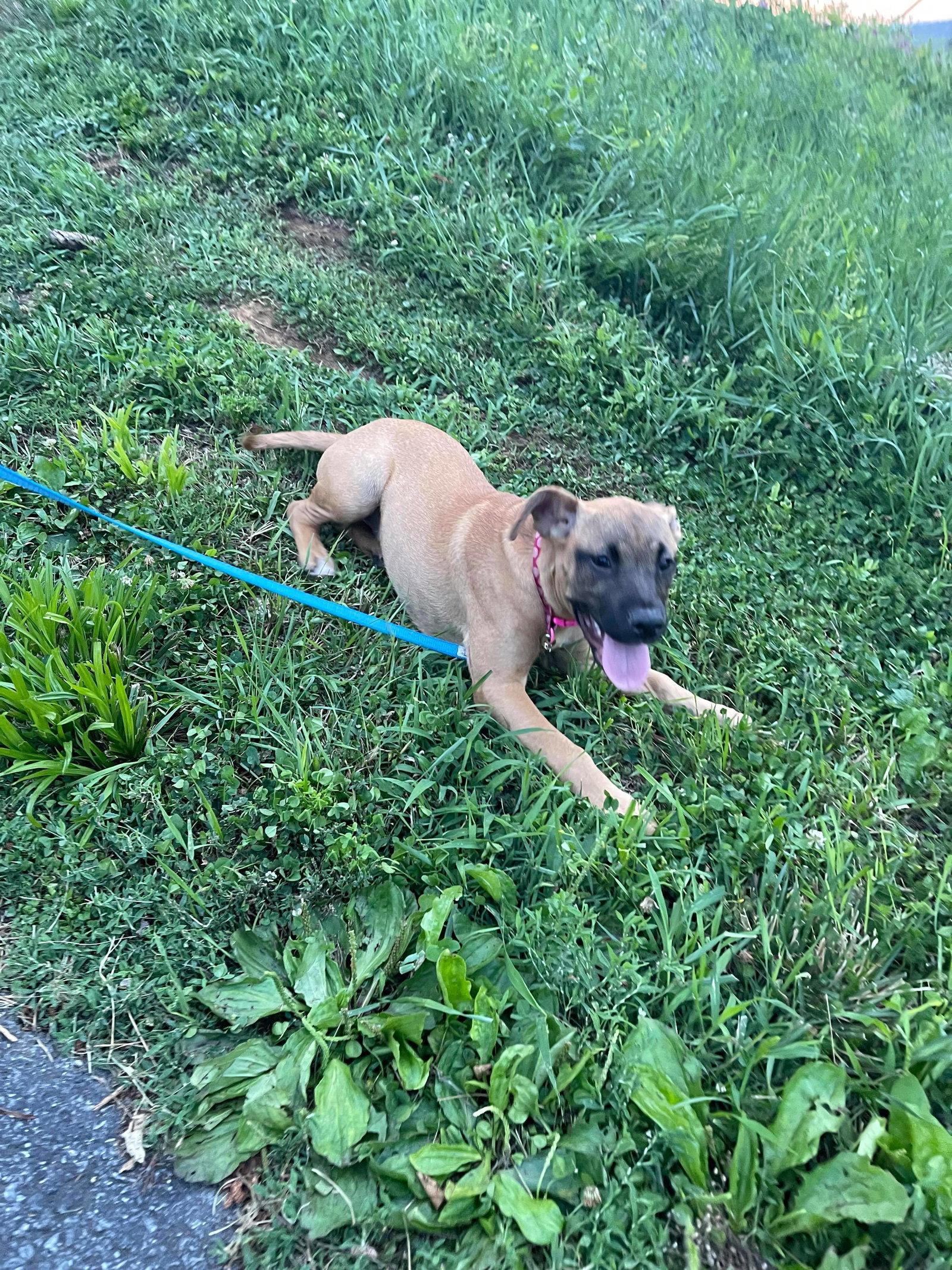 Jasmine, a Adopted Boxer in Shillington, PA image 3/3