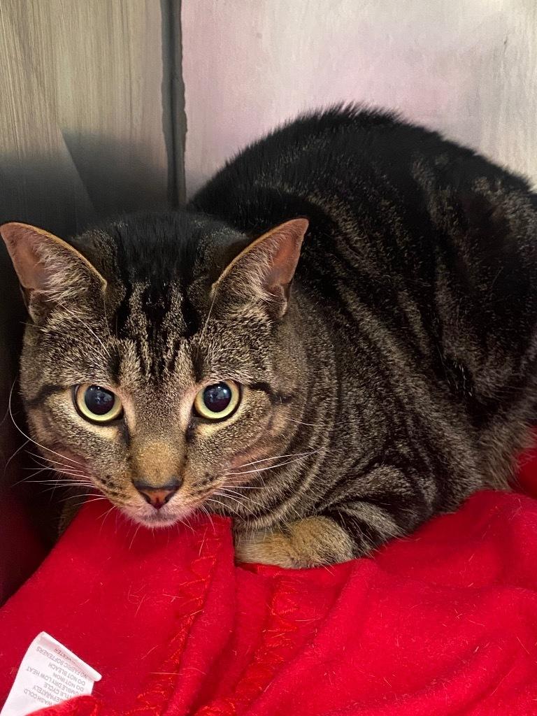 Chloe (visit me at the Braintree Petsmart!)