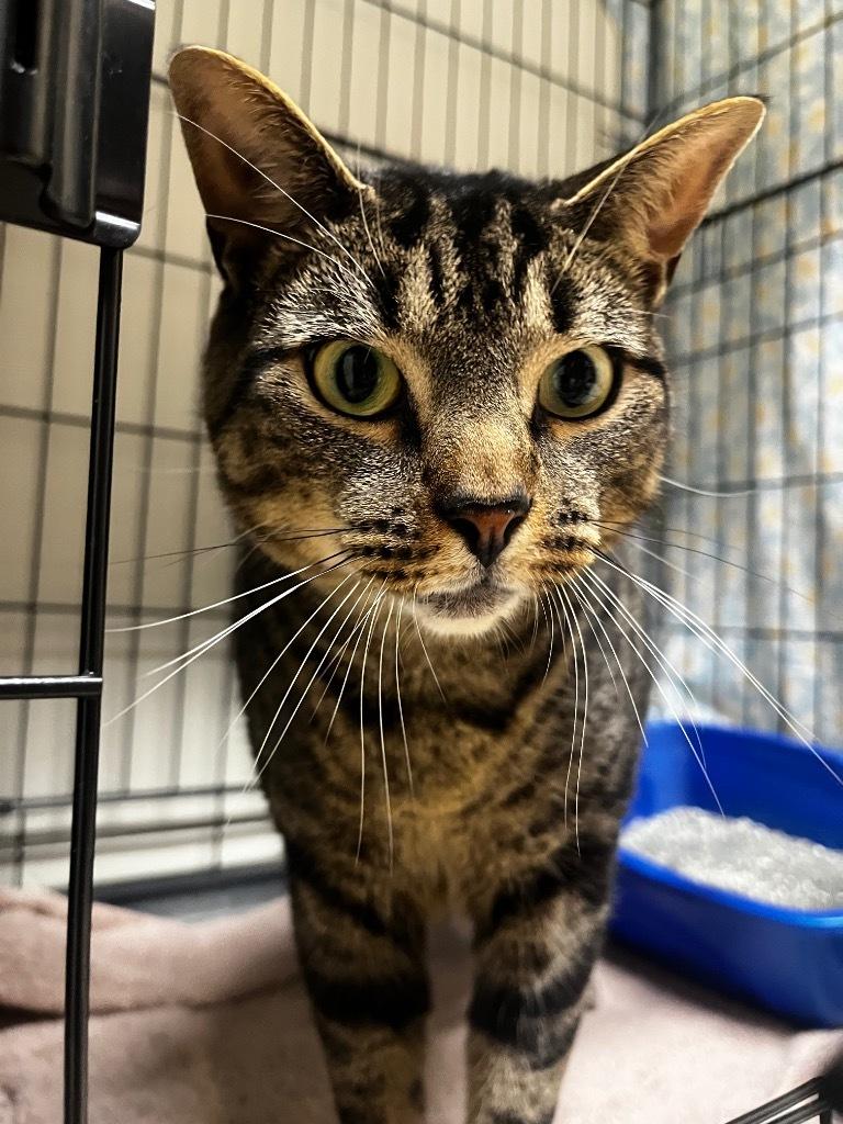 Chloe (visit me at the Braintree Petsmart!)