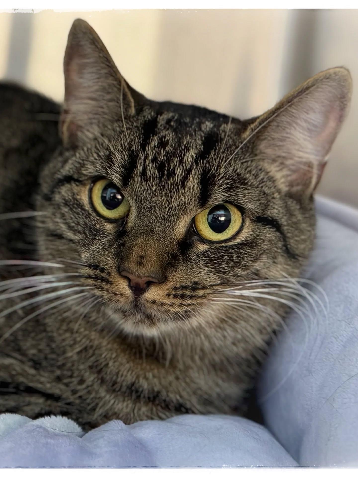 Chloe (visit me at the Braintree Petsmart!)