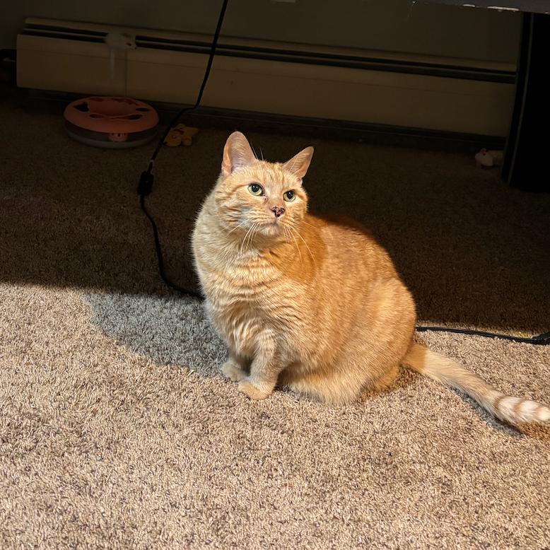 Penny - Available from Foster, Adoptable, Senior Female Domestic Short Hair.