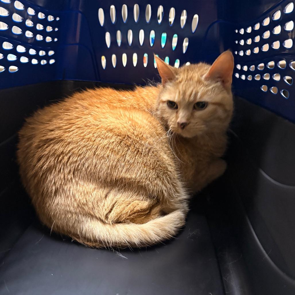 Enlarge Penny - Available from Foster, a Adoptable Domestic Short Hair in South Burlington, VT image 1/1