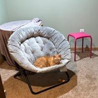 Penny - Available from Foster, a Adoptable Domestic Short Hair in South Burlington, VT image 2/2