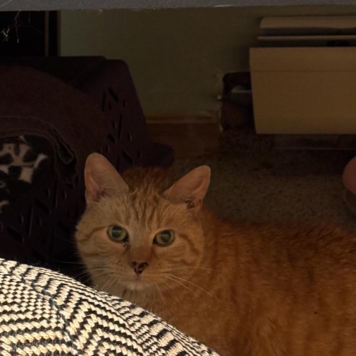 Enlarge Penny - Available from Foster, a Adoptable Domestic Short Hair in South Burlington, VT image 5/6