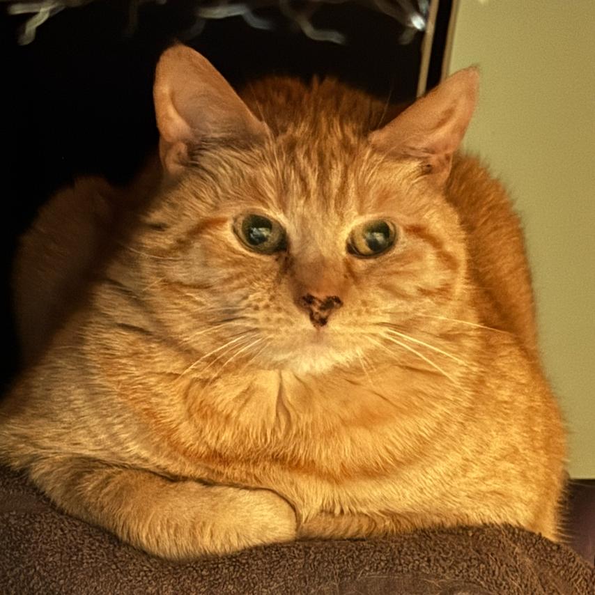 Enlarge Penny - Available from Foster, a Adoptable Domestic Short Hair in South Burlington, VT image 6/6