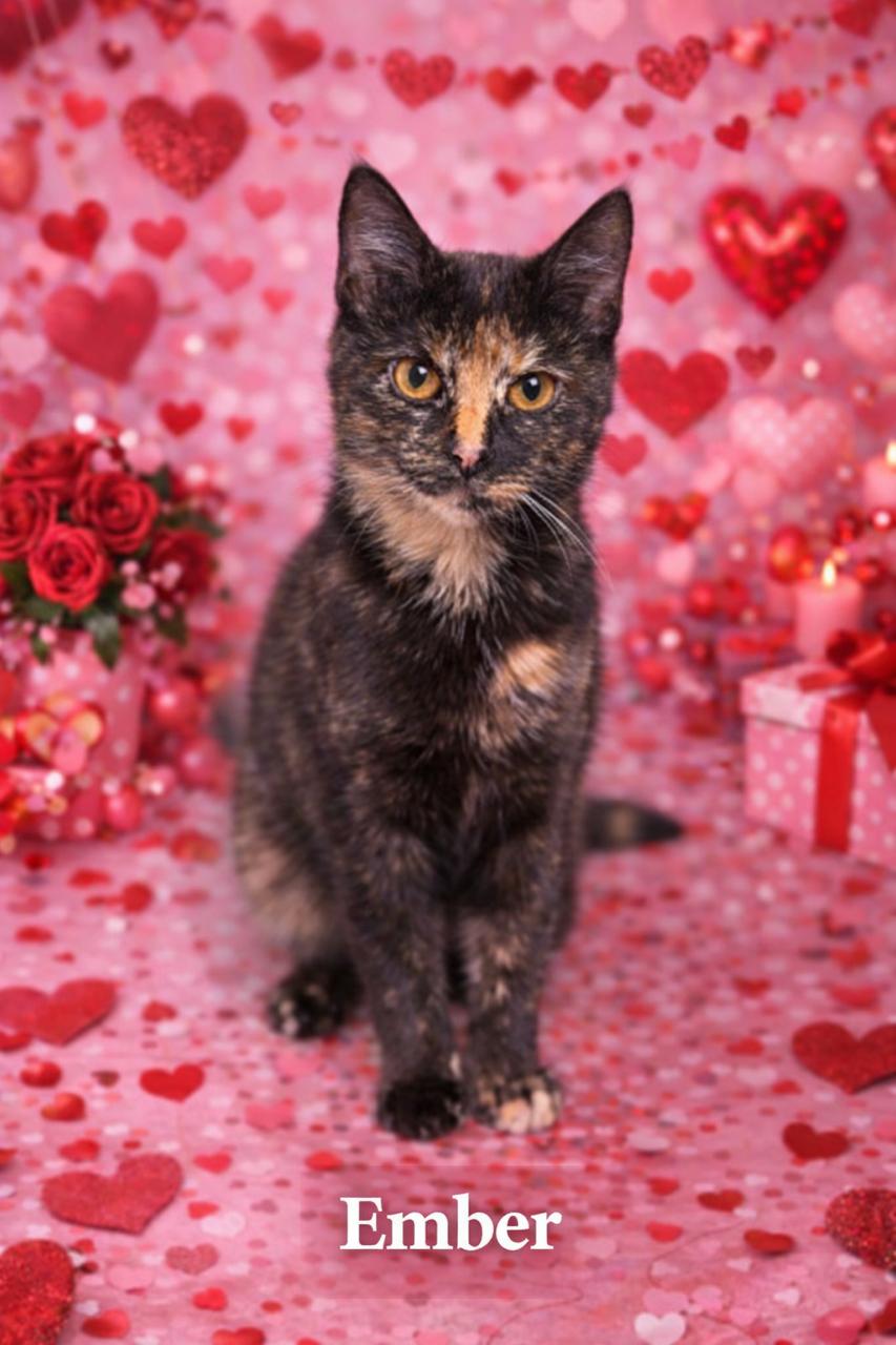 Enlarge Ember, an adopted Domestic Short Hair in Lawrenceburg, KY image 1/1