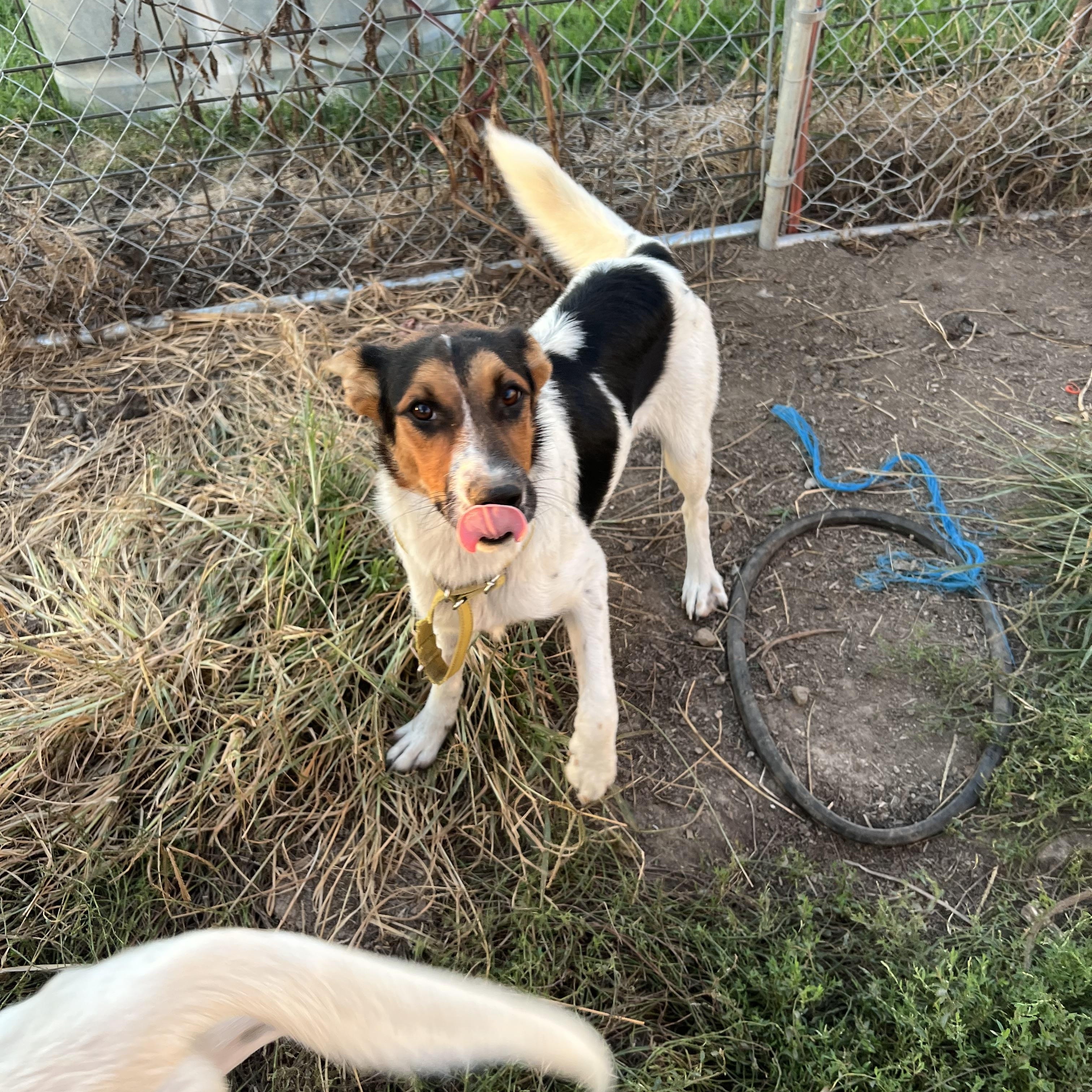 Enlarge Raisen, a ADOPTABLE mixed breed in Clarksburg, MO image 5/6