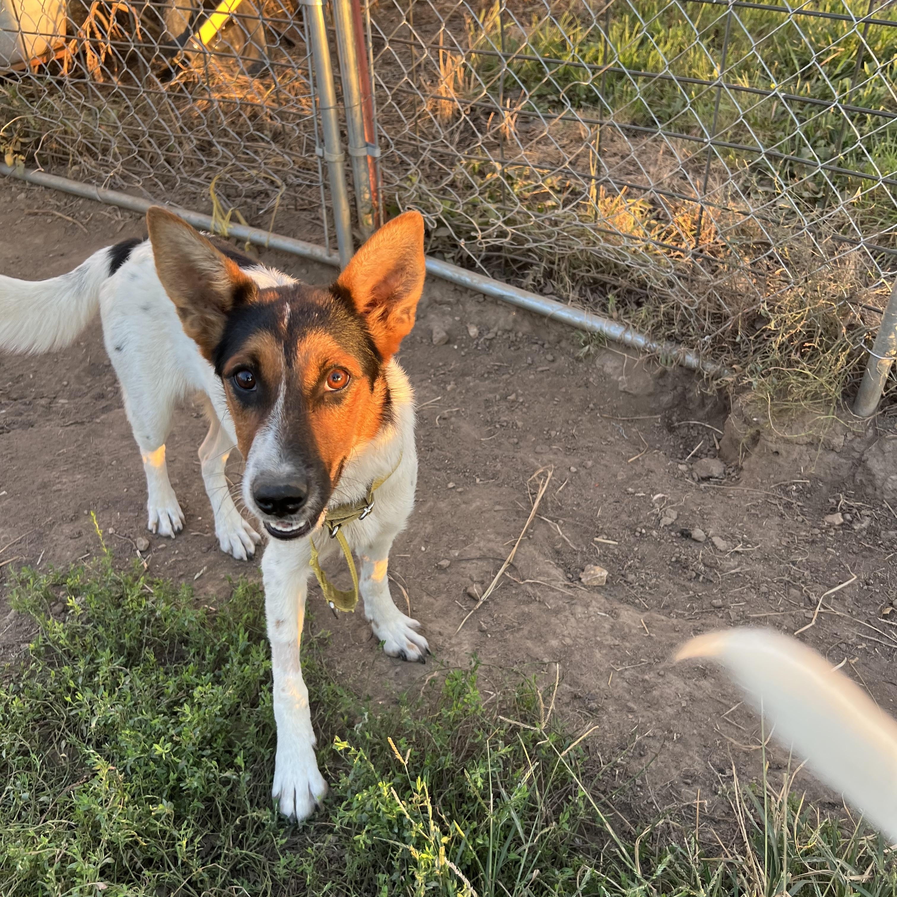 Raisen, ADOPTABLE, Young Female German Shepherd Dog.