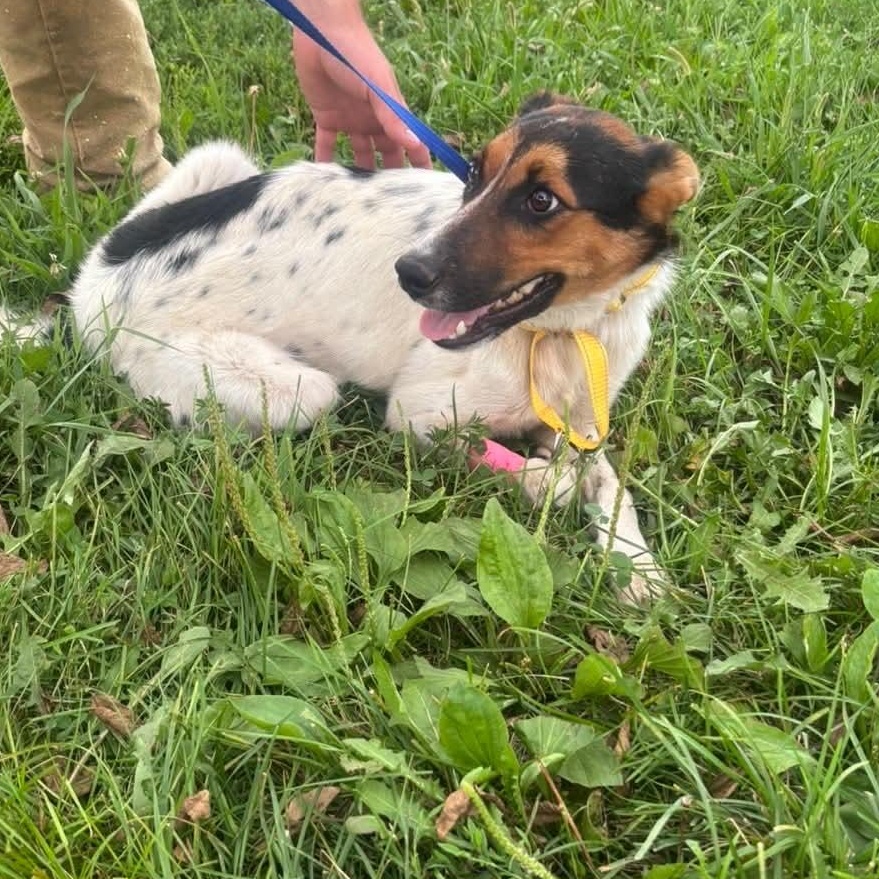 Enlarge Raisen, a ADOPTABLE mixed breed in Clarksburg, MO image 3/6