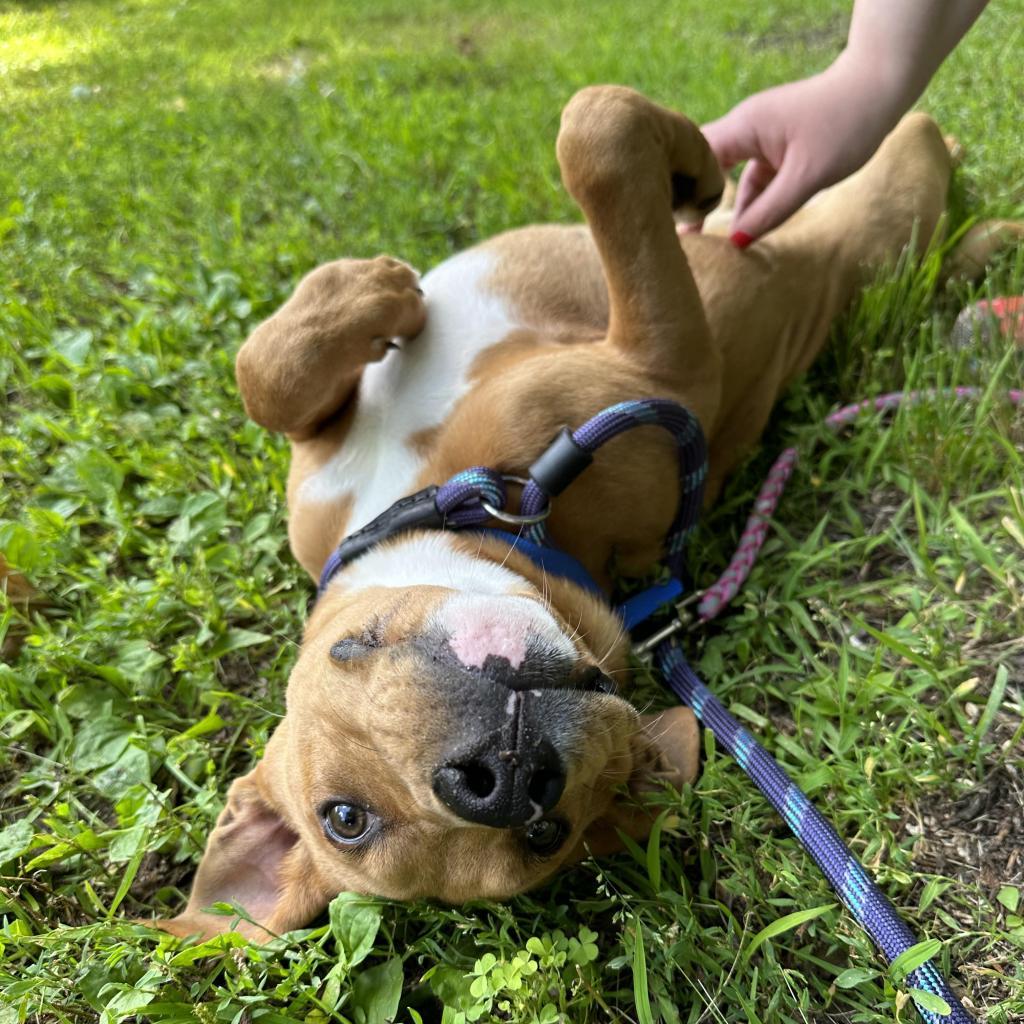 Dog for adoption Lady, a Labrador Retriever & German Shepherd Dog Mix