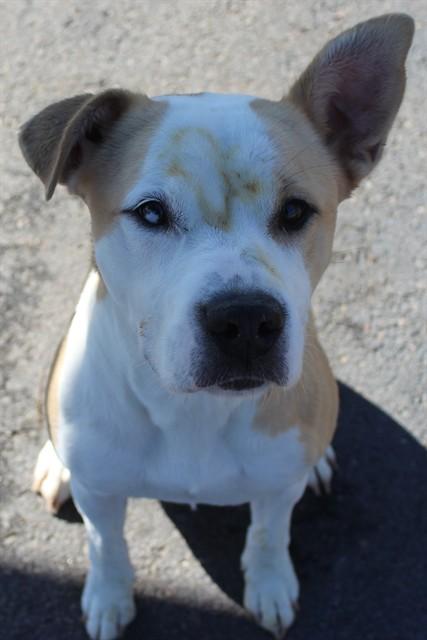 MIRACLE, Adoptable, Young Female American Bulldog & Siberian Husky.