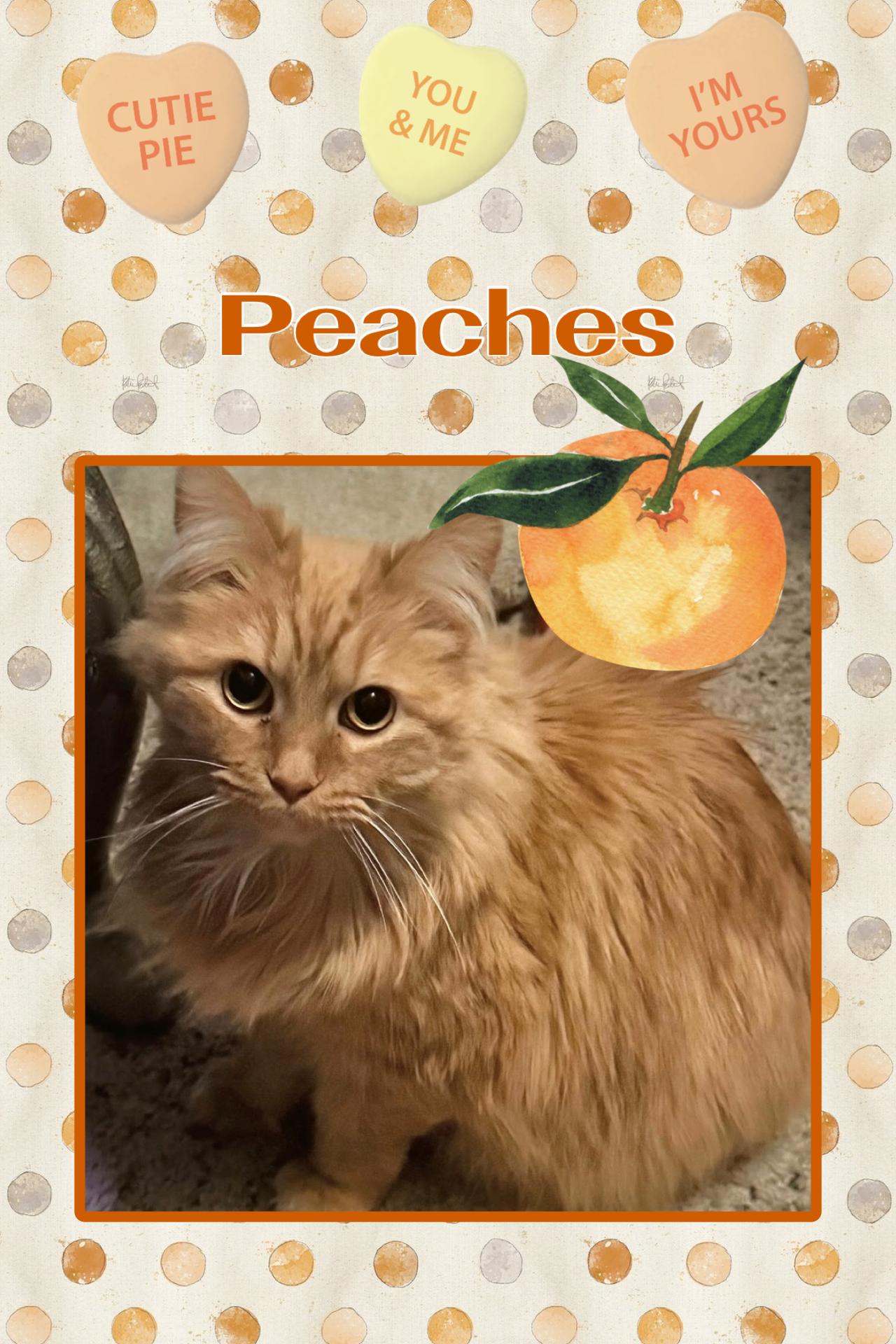 Enlarge Peaches, an adopted Domestic Long Hair in Kearney, NE image 1/1