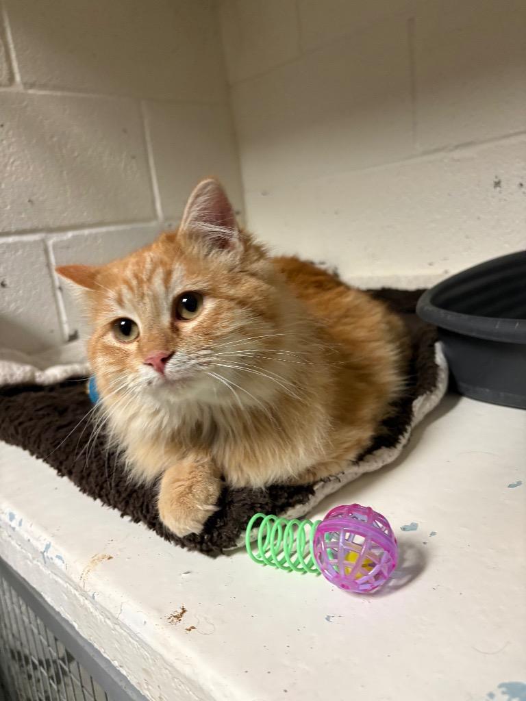 Enlarge Sir Fluffy, a Adopted mixed breed in Ada, OK image 1/1