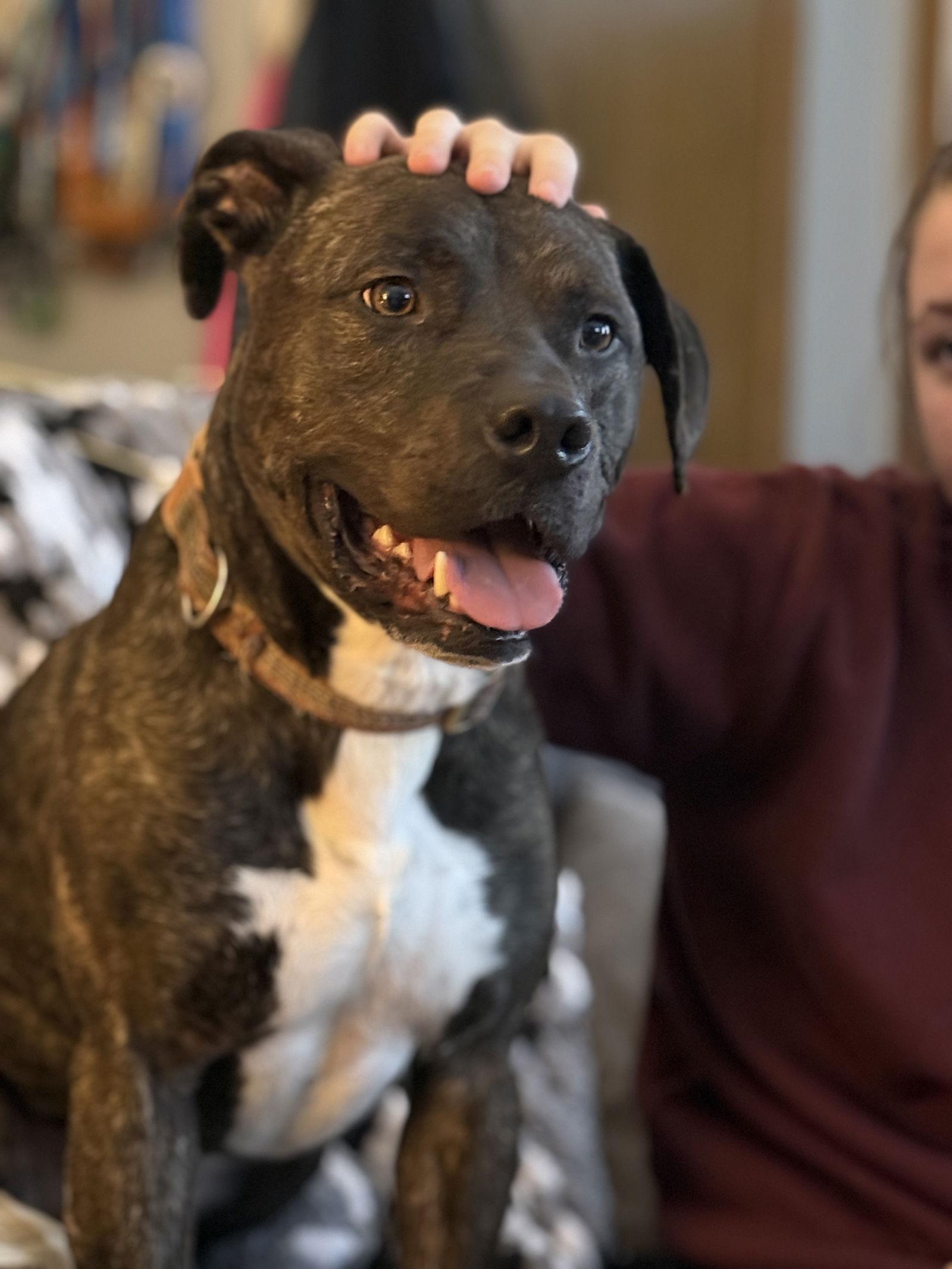 Enlarge Ferris D6153, a Adoptable Pit Bull Terrier in minneapolis, MN image 2/3