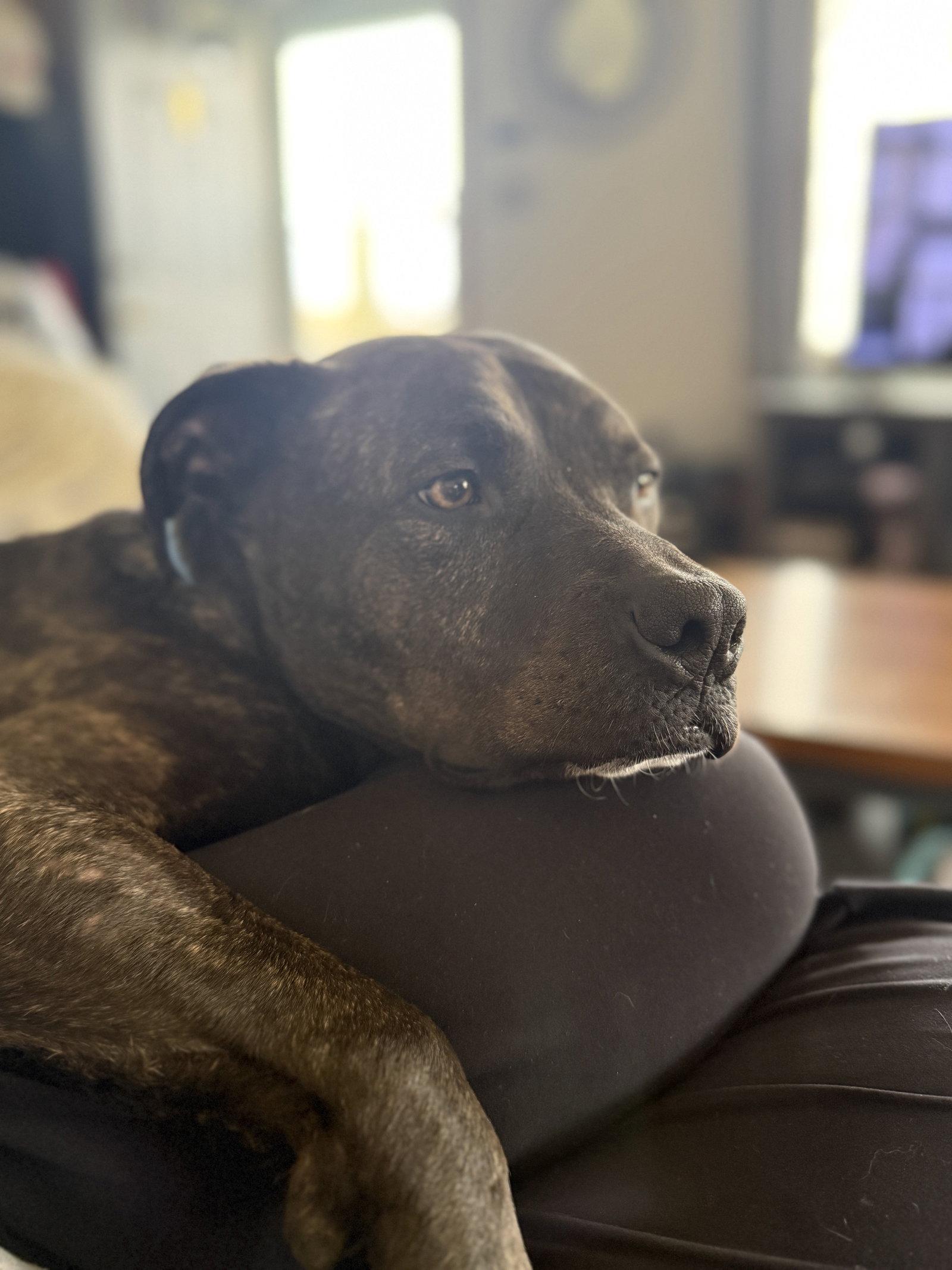 Ferris D6153, Adoptable, Adult Male Pit Bull Terrier.