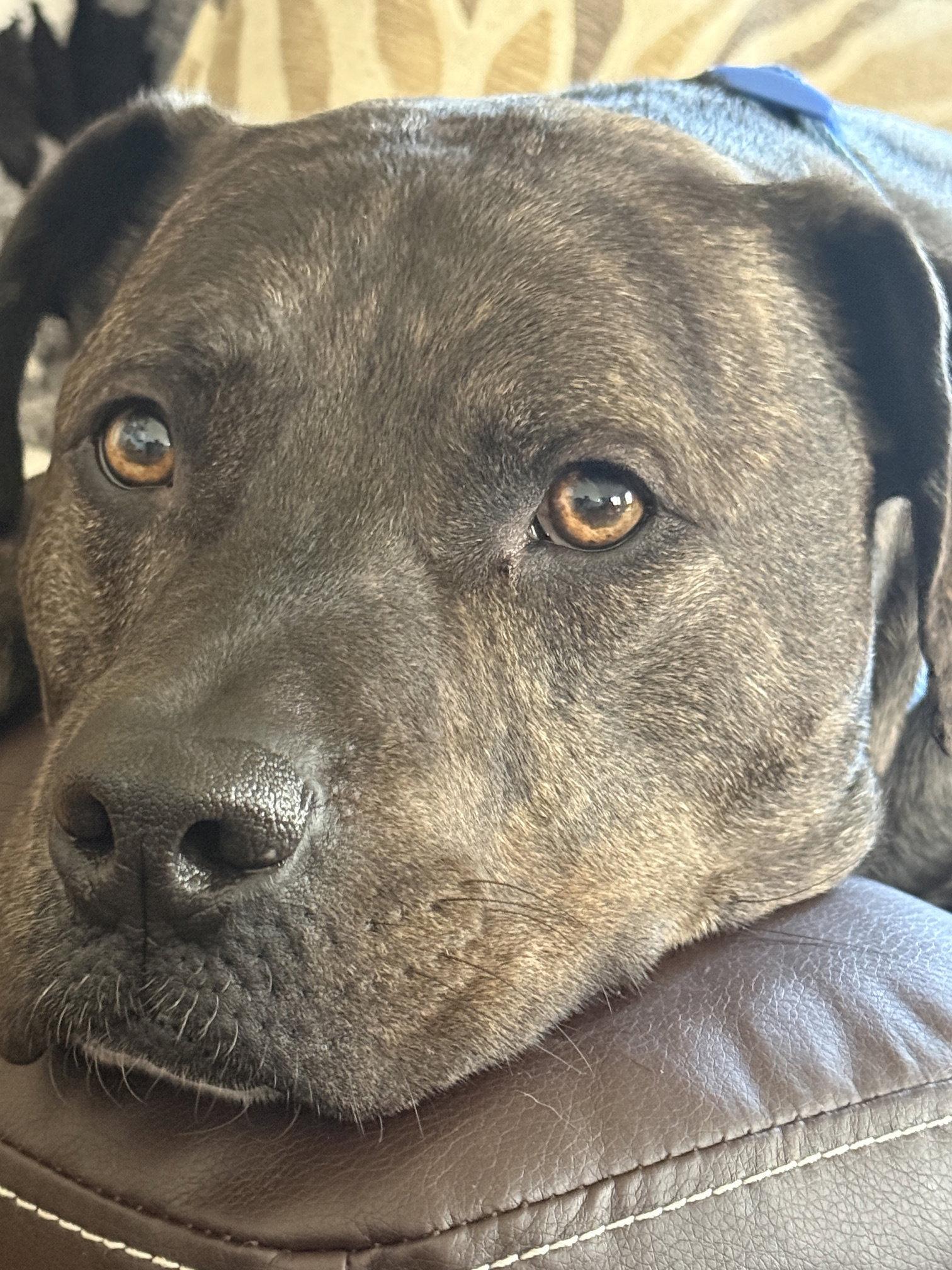 Enlarge Ferris D6153, a Adoptable Pit Bull Terrier in minneapolis, MN image 2/3