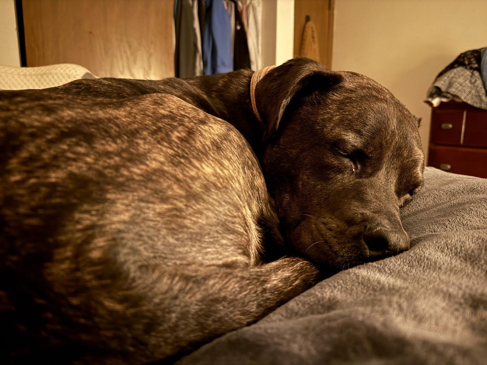 Enlarge Ferris D6153, a Adoptable Pit Bull Terrier in minneapolis, MN image 3/3