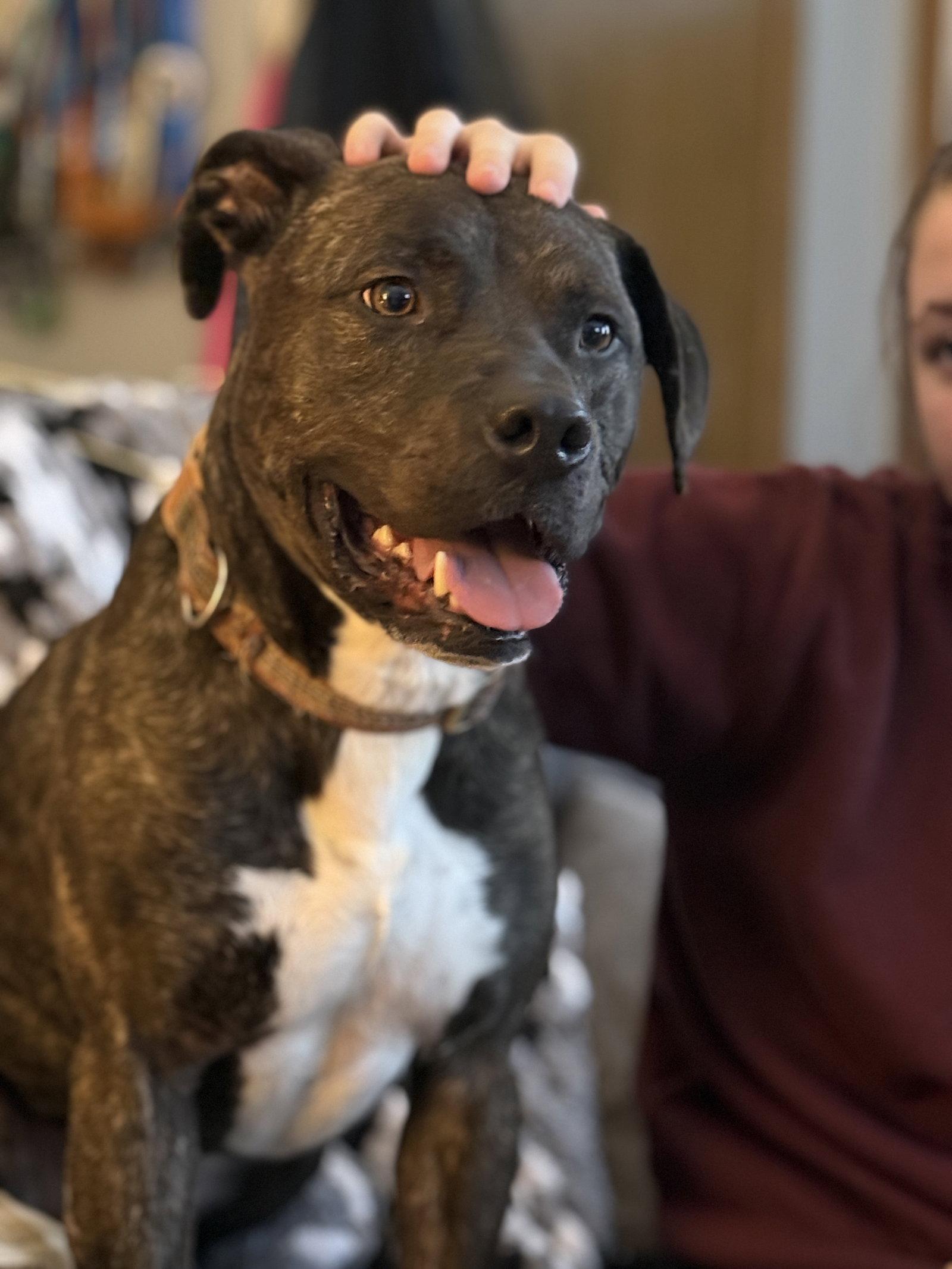 Enlarge Ferris D6153, a Adoptable Pit Bull Terrier in minneapolis, MN image 3/3