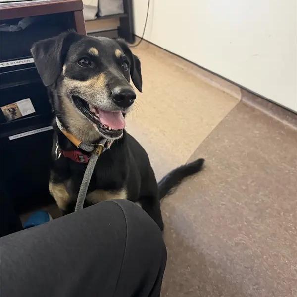 Annie, Adoptable, Adult Female Rottweiler.