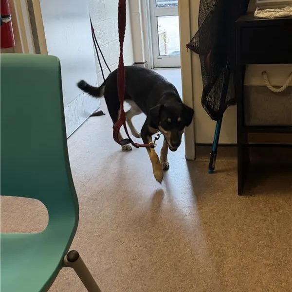 Enlarge Annie, a Adoptable Rottweiler in Saint Louis, MO image 2/2