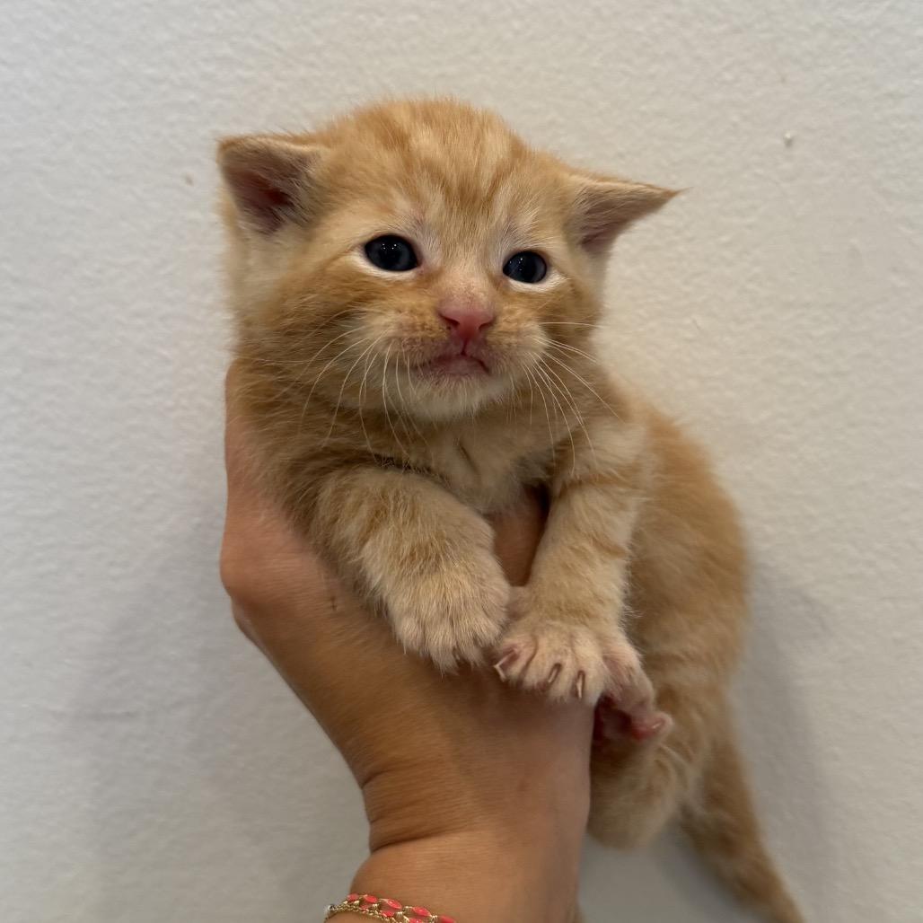 Enlarge Saint, a Adoptable Domestic Short Hair in Chattanooga, TN image 2/5