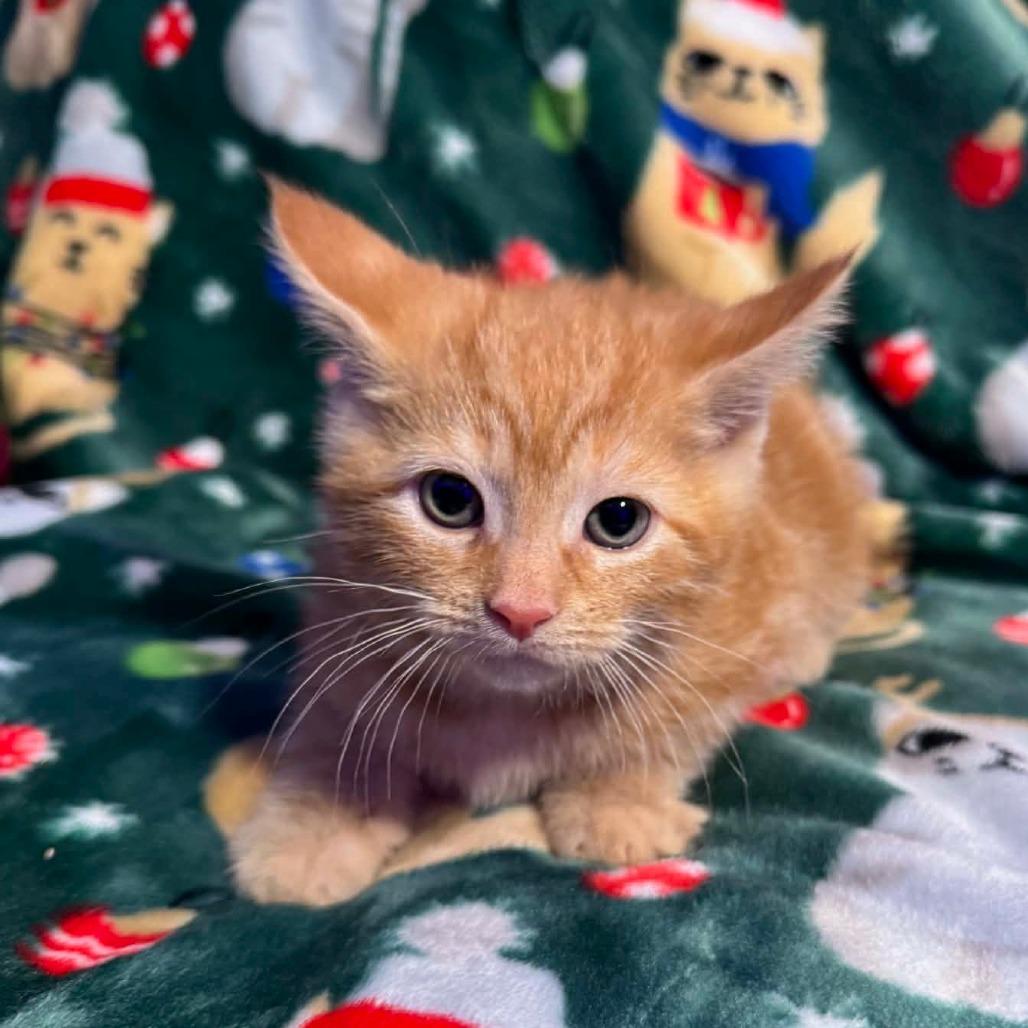 Enlarge Saint, a Adoptable Domestic Short Hair in Chattanooga, TN image 1/5