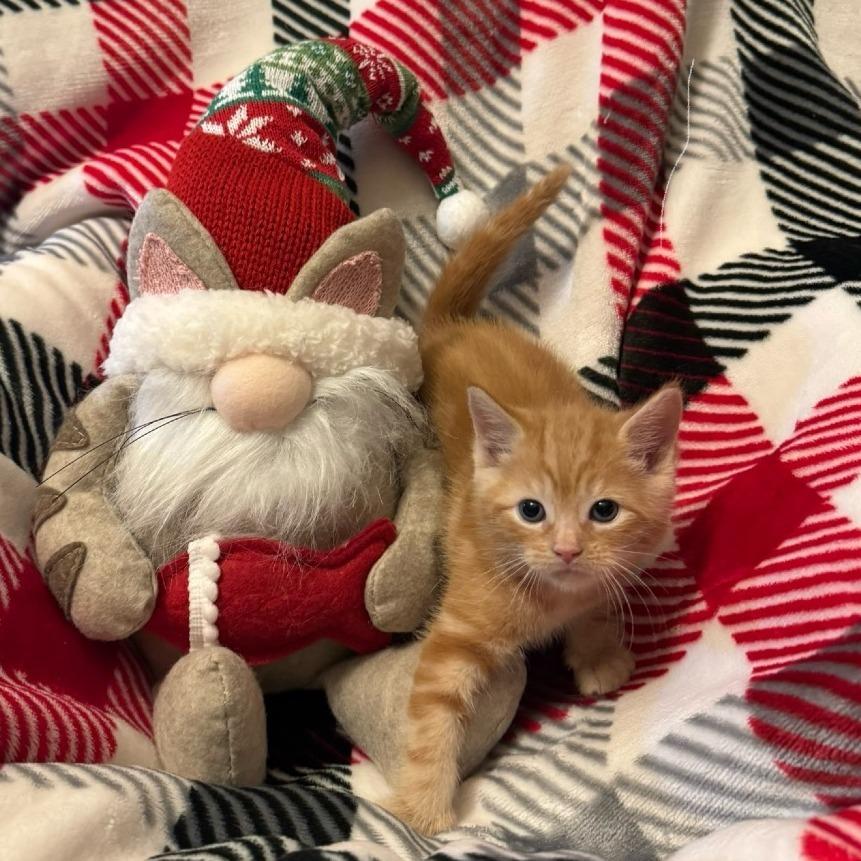 Enlarge Saint, a Adoptable Domestic Short Hair in Chattanooga, TN image 3/5