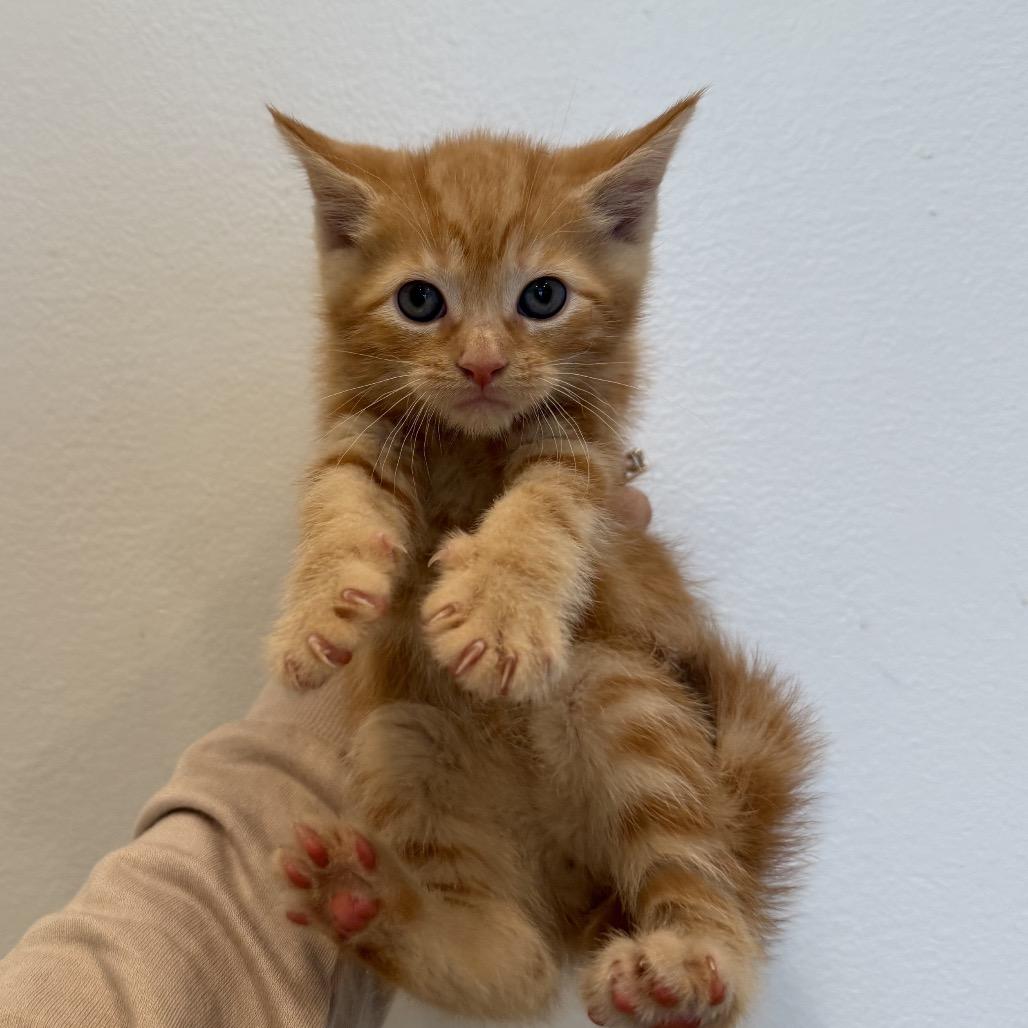 Enlarge Saint, a Adoptable Domestic Short Hair in Chattanooga, TN image 4/5