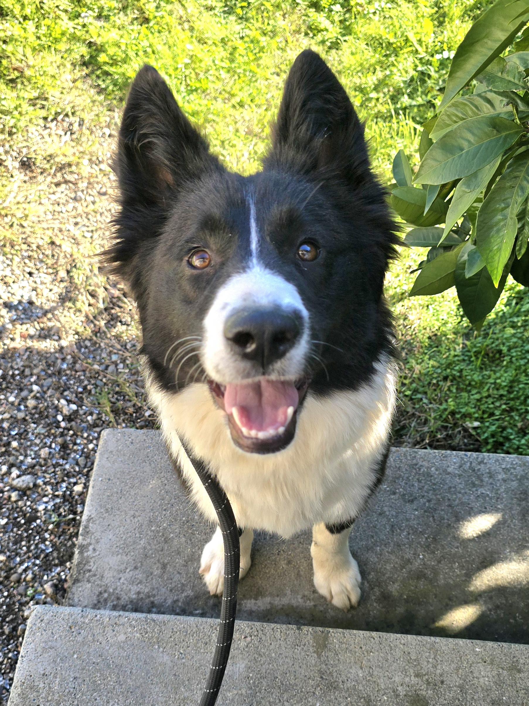 Dolly, ADOPTABLE, Young Female Border Collie & Pembroke Welsh Corgi.