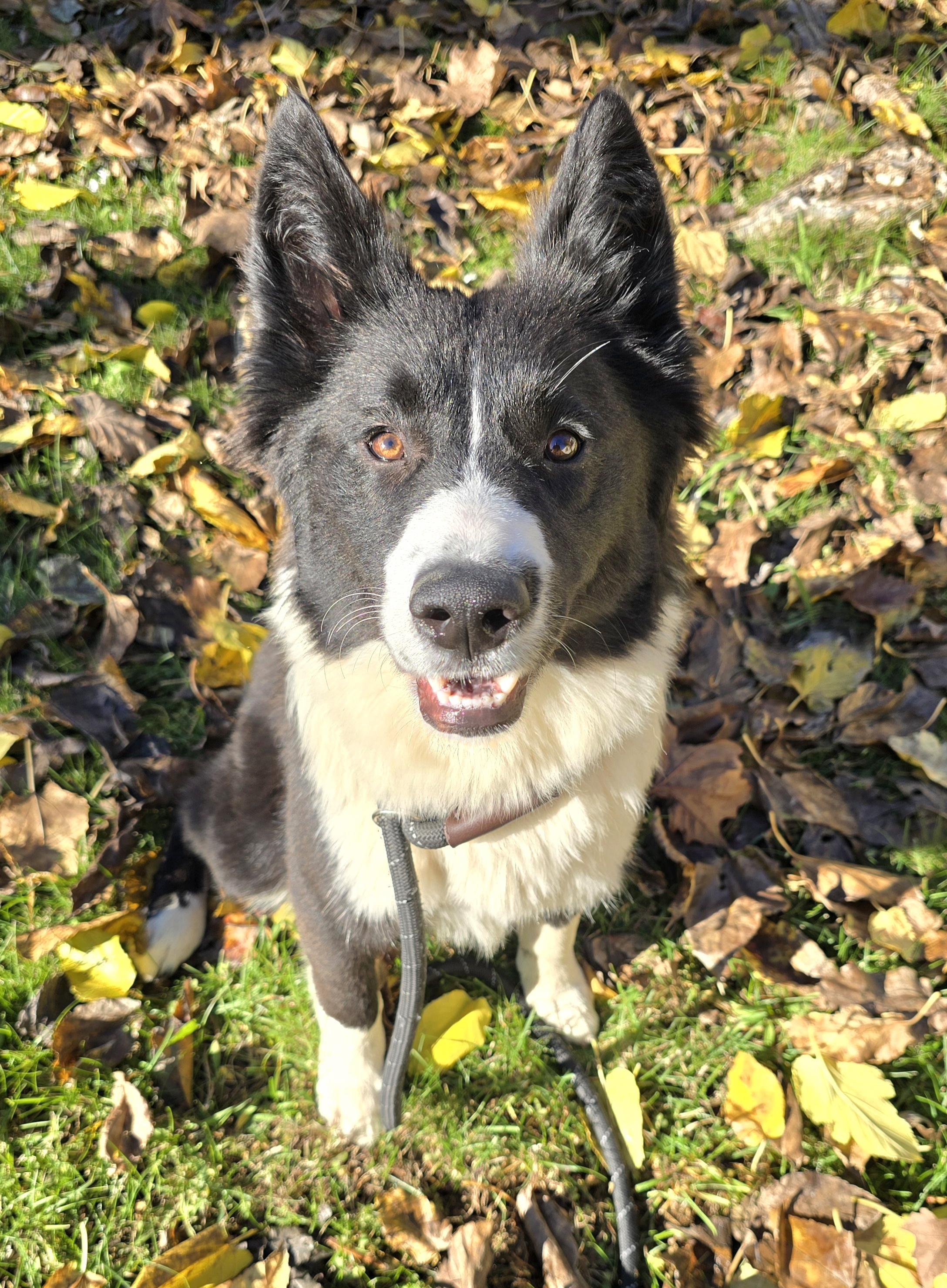 Enlarge Dolly, a ADOPTABLE mixed breed in Cottonwood, CA image 2/3