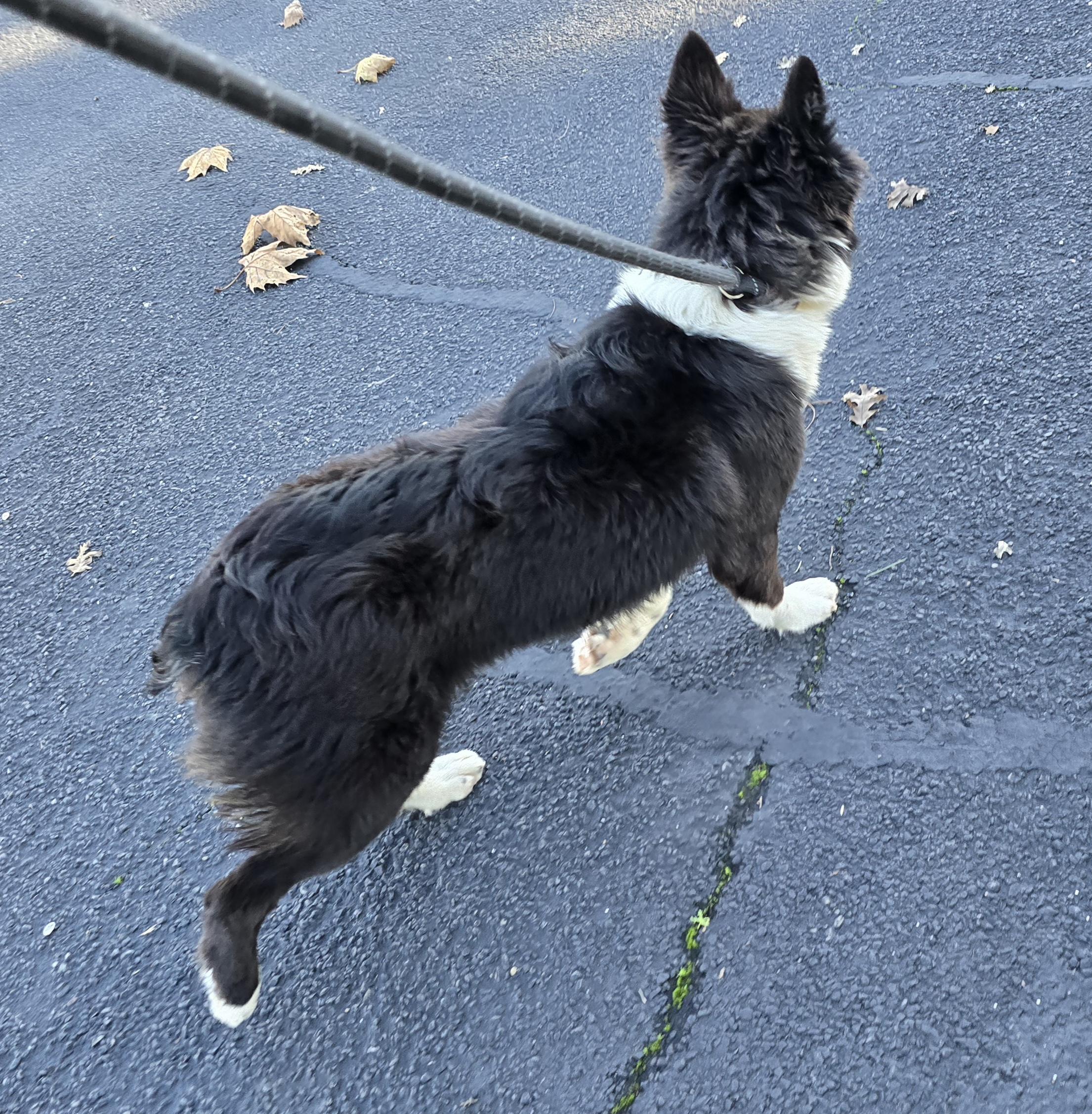 Enlarge Dolly, a ADOPTABLE mixed breed in Cottonwood, CA image 3/3