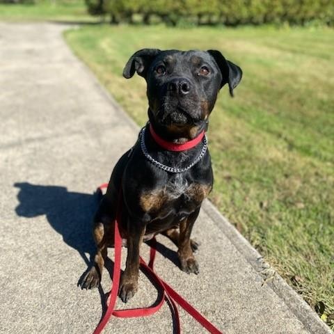 Kova, Adoptable, Young Female American Staffordshire Terrier.