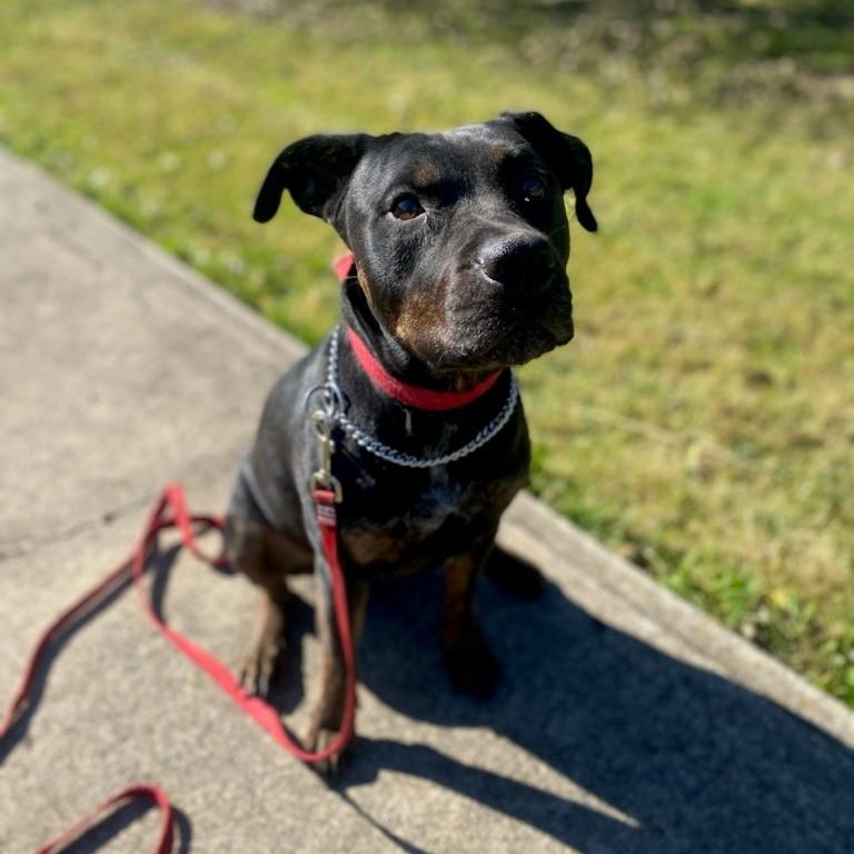 Enlarge Kova, a Adoptable mixed breed in Vaudreuil-Dorion, QC image 2/3