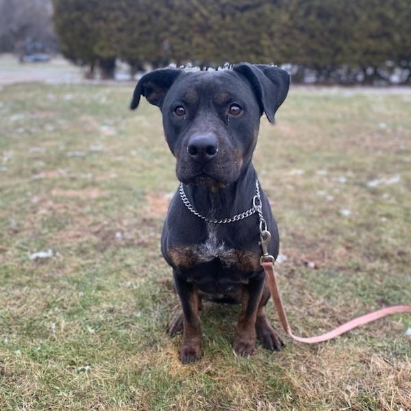 Enlarge Kova, a Adoptable mixed breed in Vaudreuil-Dorion, QC image 3/3