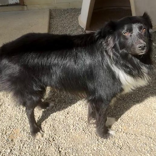 ACE, a ADOPTABLE mixed breed in Wilmington, OH image 2/2