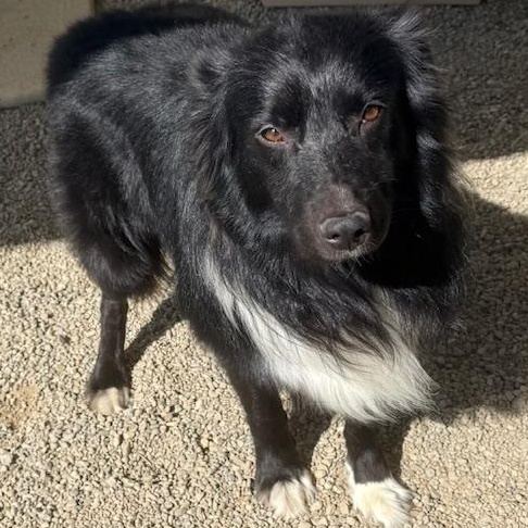 ACE, a ADOPTABLE mixed breed in Wilmington, OH image 1/2