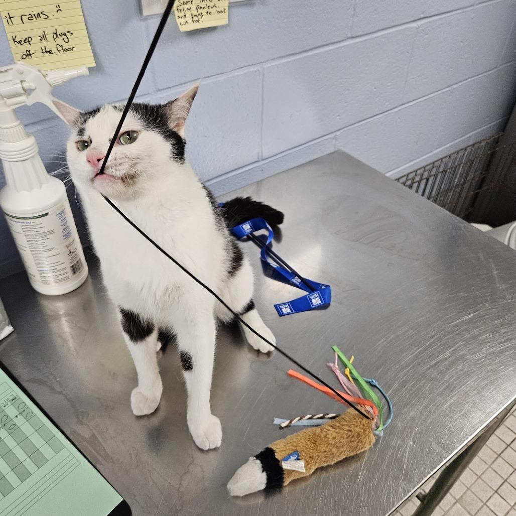 Ziggy, Adoptable, Adult Male Domestic Short Hair.